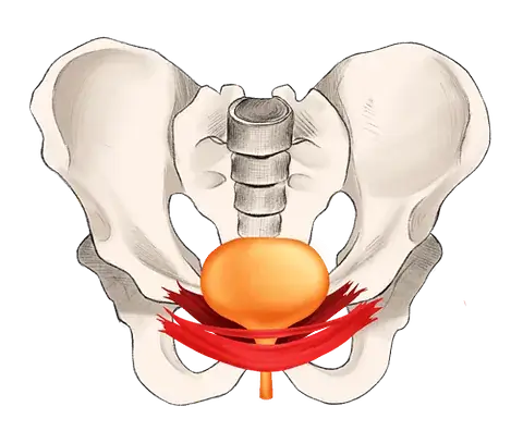 Beckenboden Ergebnis